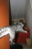 IMG 4832 Flying cat